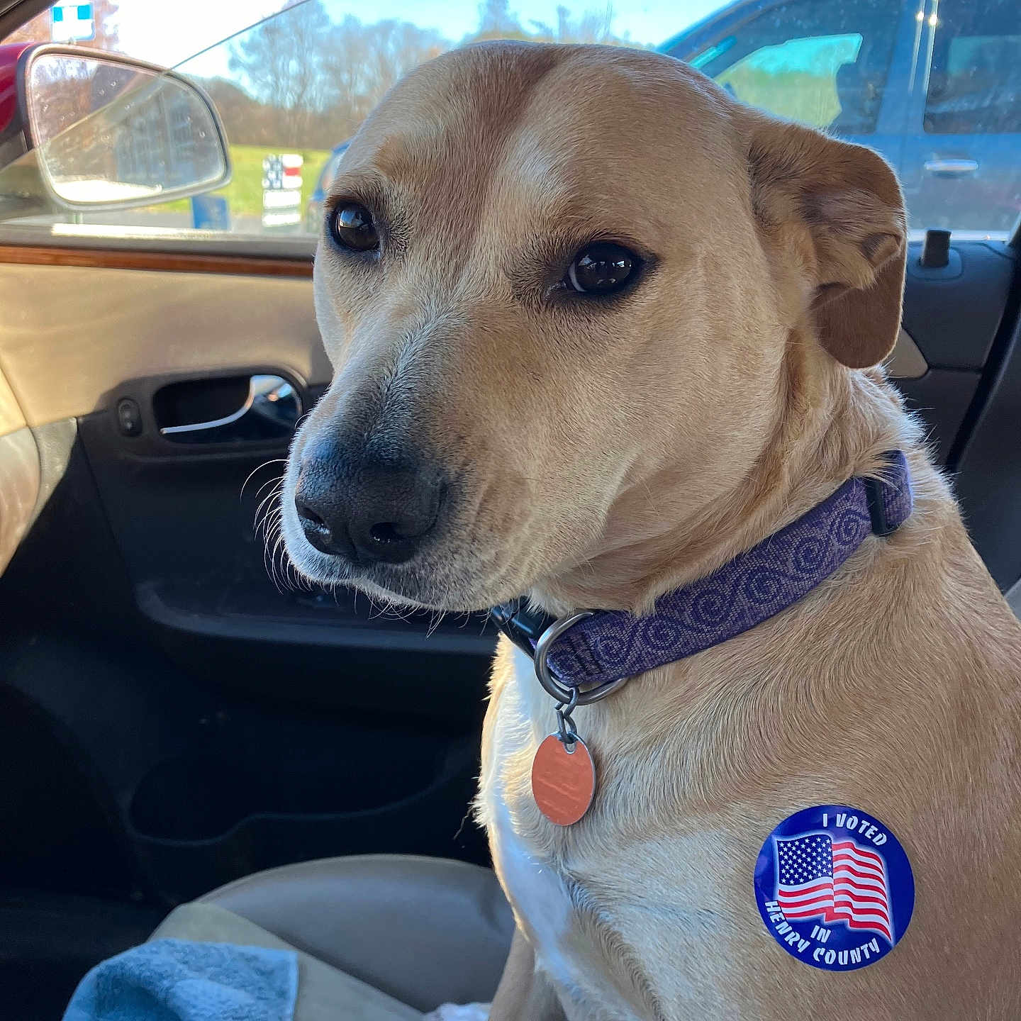 Honey joined the competition — help win amazing prizes! animal, blanket, car, collar, dog, door, ears, eyes, fur, indoor, leash, nose, patriotic, pet, seat, seatbelt, side_view, sticker, voting, window