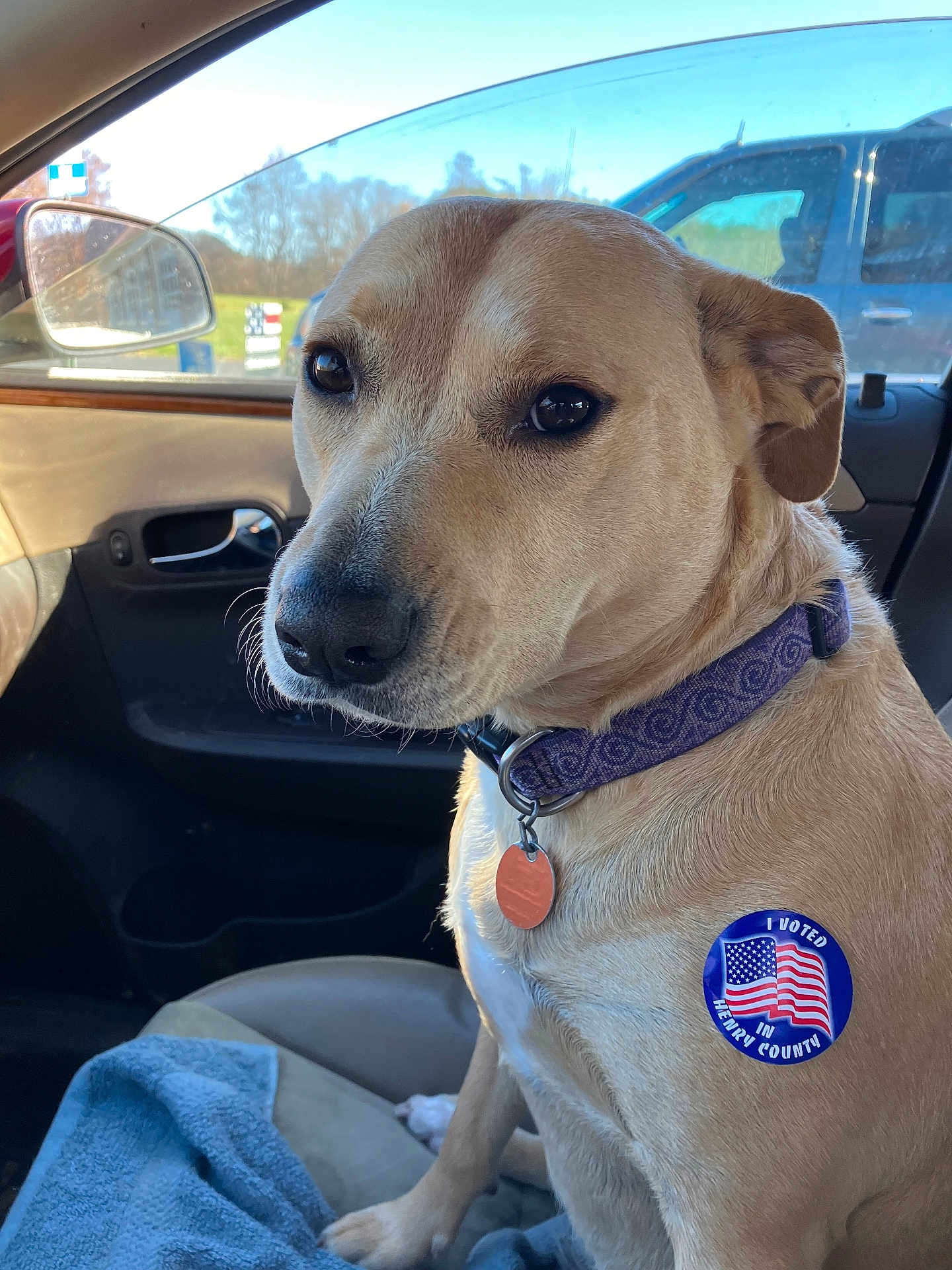 Honey joined the competition — help win amazing prizes! dog, car, collar, seat, window, sticker, voting, patriotic, animal, pet, indoor, side_view, leash, fur, ears, nose, eyes, seatbelt, blanket, door