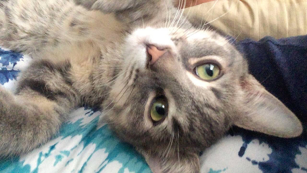 Bolten joined the competition — help win amazing prizes! carnivore, cat, claw, close_up, domestic_short_haired_cat, eye, felidae, fur, mammal, paw, small_to_medium_sized_cats, snout, terrestrial_animal, vertebrate, whiskers, wildlife