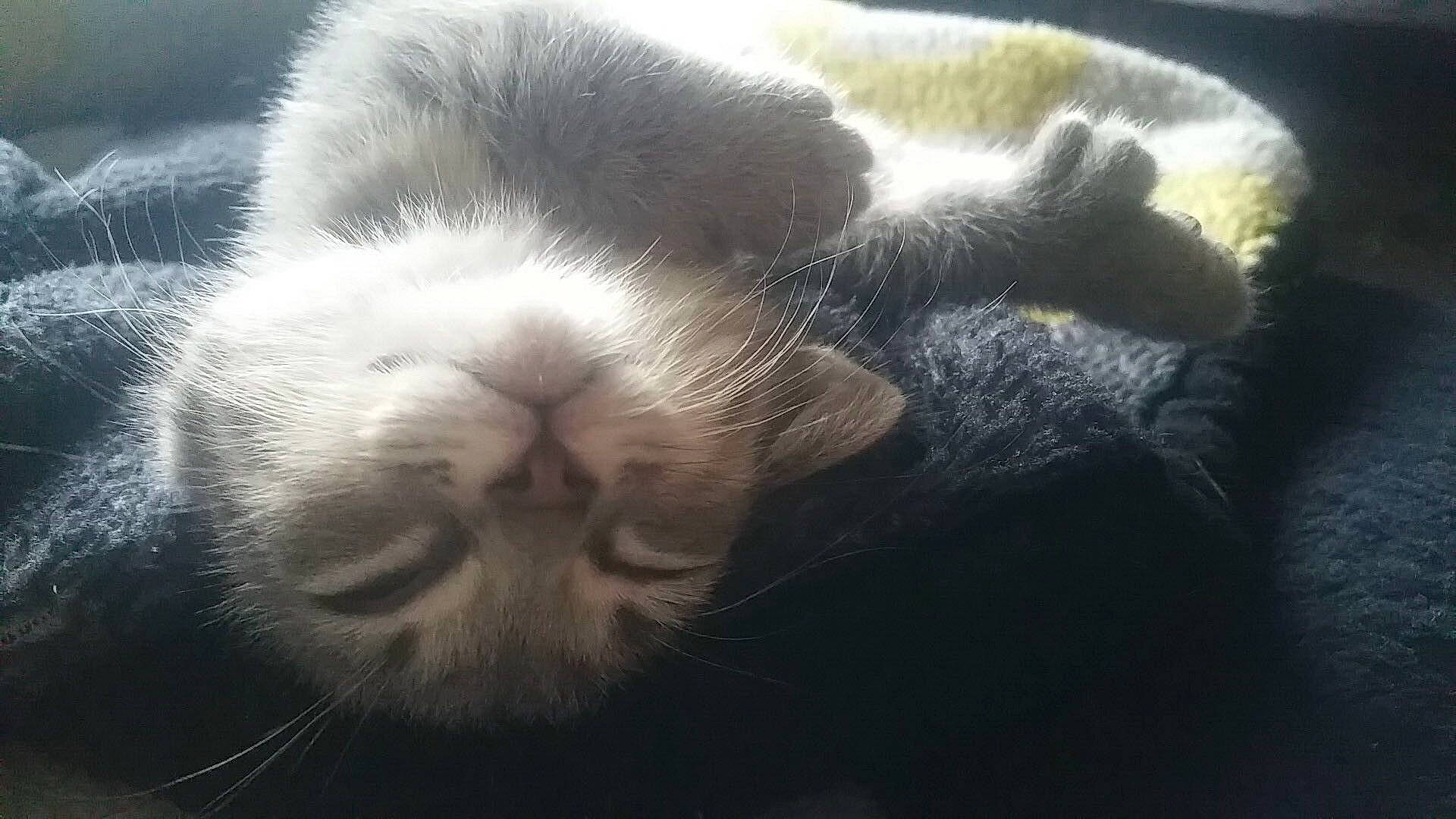 Bolten is registered to the contest to win money with this photo: carnivore, cat, claw, cloud, comfort, domestic_short_haired_cat, felidae, fur, grey, mammal, meteorological_phenomenon, nap, paw, sleep, small_to_medium_sized_cats, snout, tail, terrestrial_animal, whiskers