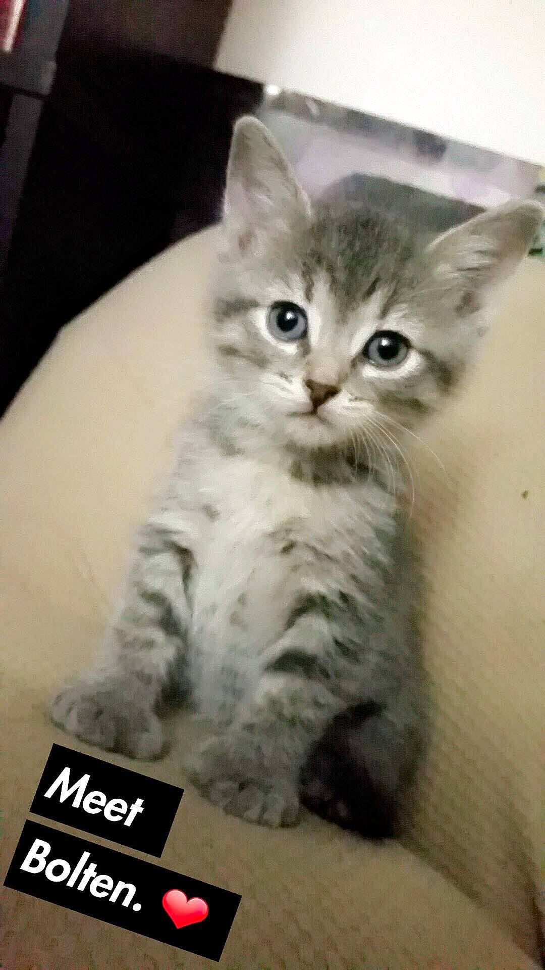 Bolten joined the competition — help win amazing prizes! box, carnivore, cat, claw, domestic_short_haired_cat, felidae, fur, paw, photo_caption, small_to_medium_sized_cats, snout, tail, terrestrial_animal, whiskers