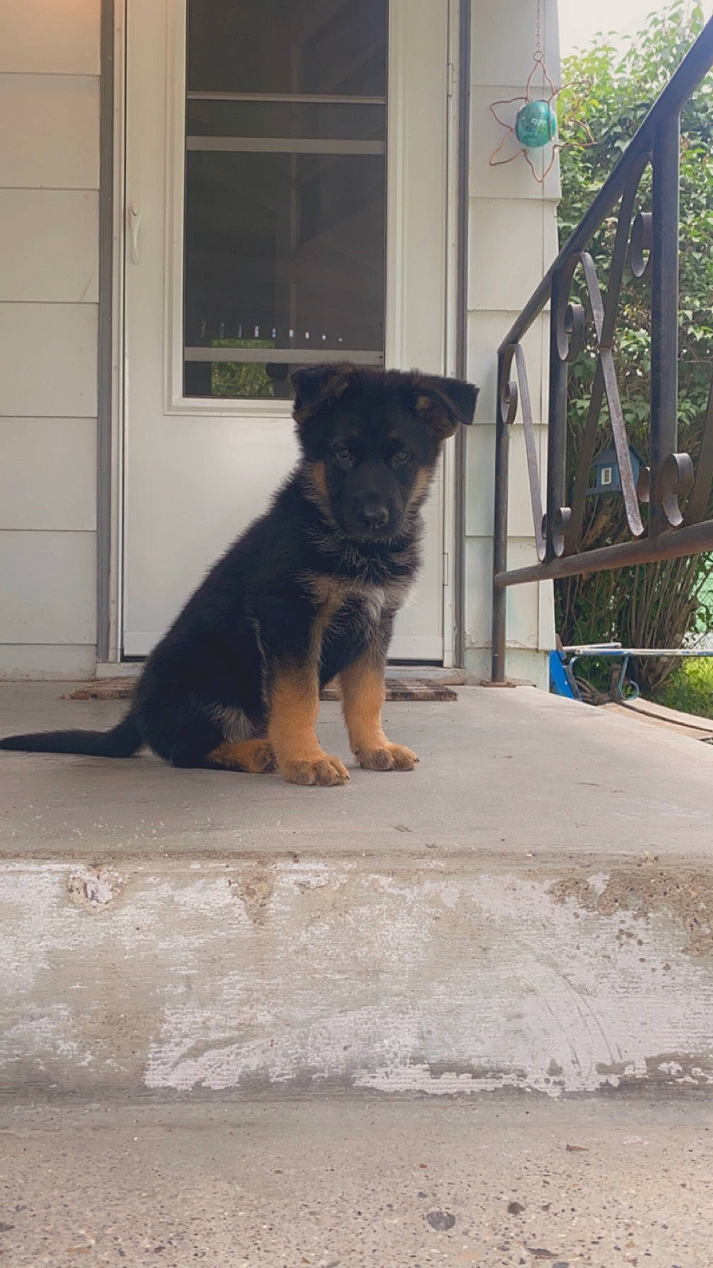 Diesel is registered to the contest to win money with this photo: canidae, carnivore, dog, dog_breed, door, fawn, flooring, fur, german_shepherd_dog, herding_dog, king_shepherd, plant, road_surface, snout, sporting_group, tail, tints_and_shades, tree, window, working_dog