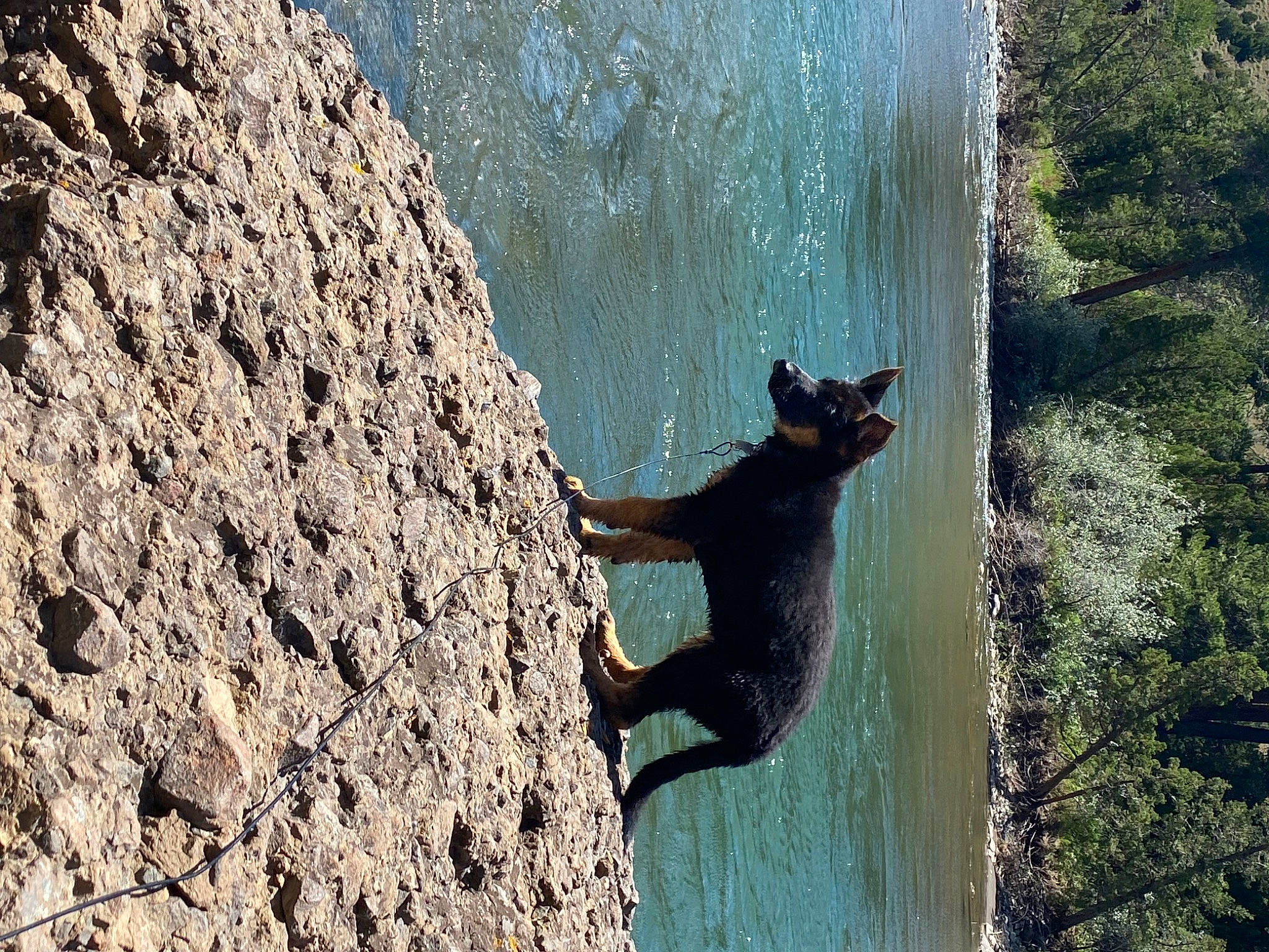 Diesel is registered to the contest to win money with this photo: adventure, beach, beak, bedrock, carnivore, fun, lake, landscape, leisure, recreation, rock, seabird, shadow, sporting_group, tail, trunk, water, water_feature, wildlife, wood