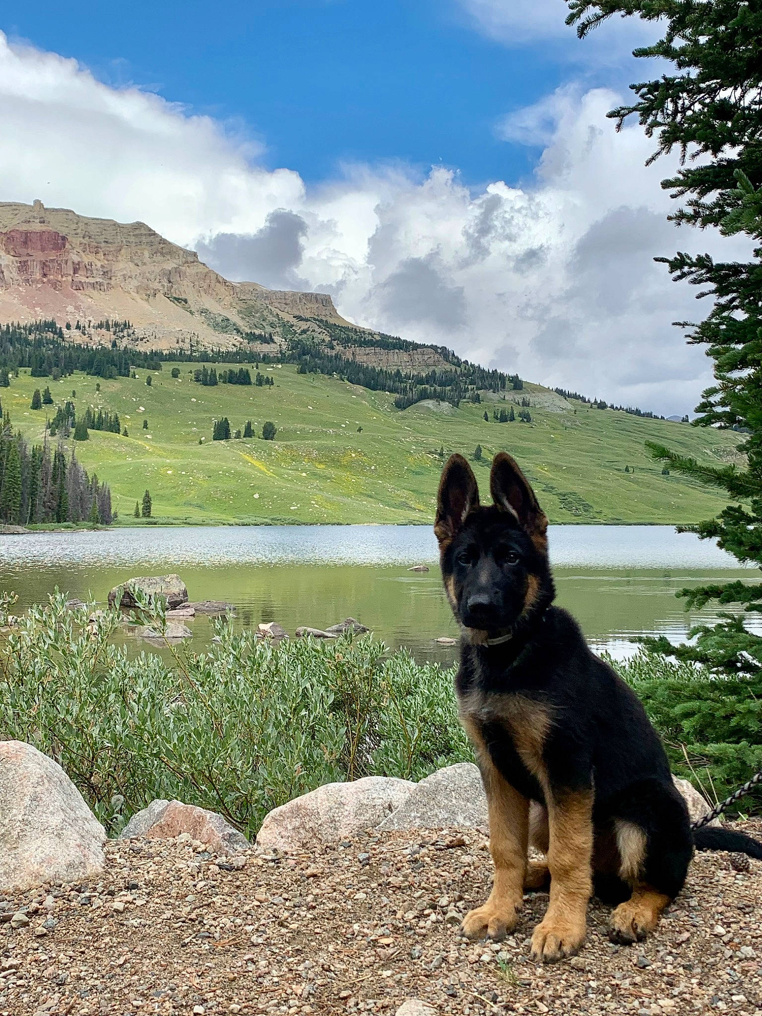 Diesel is registered to the contest to win money with this photo: australian_cattle_dog, carnivore, cloud, dog, dog_breed, fawn, grass, herding_dog, hill, lake, landscape, mountain, natural_landscape, plant, plateau, sky, sporting_group, tree, water, working_animal