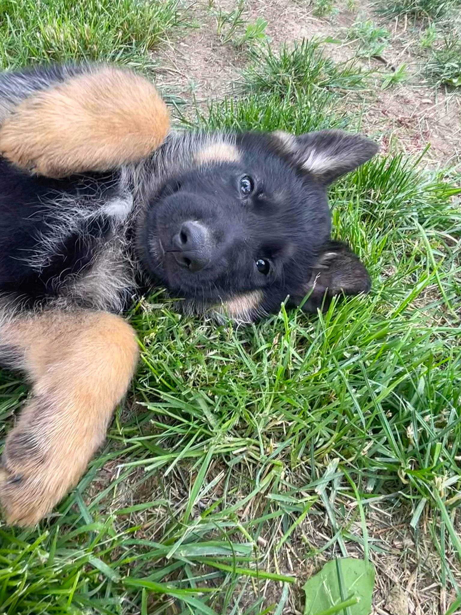 Diesel is registered to the contest to win money with this photo: canidae, carnivore, companion_dog, dog, dog_breed, fawn, fur, grass, grassland, groundcover, herbaceous_plant, paw, plant, snout, sporting_group, suidae, tail, terrestrial_animal, working_animal, working_dog