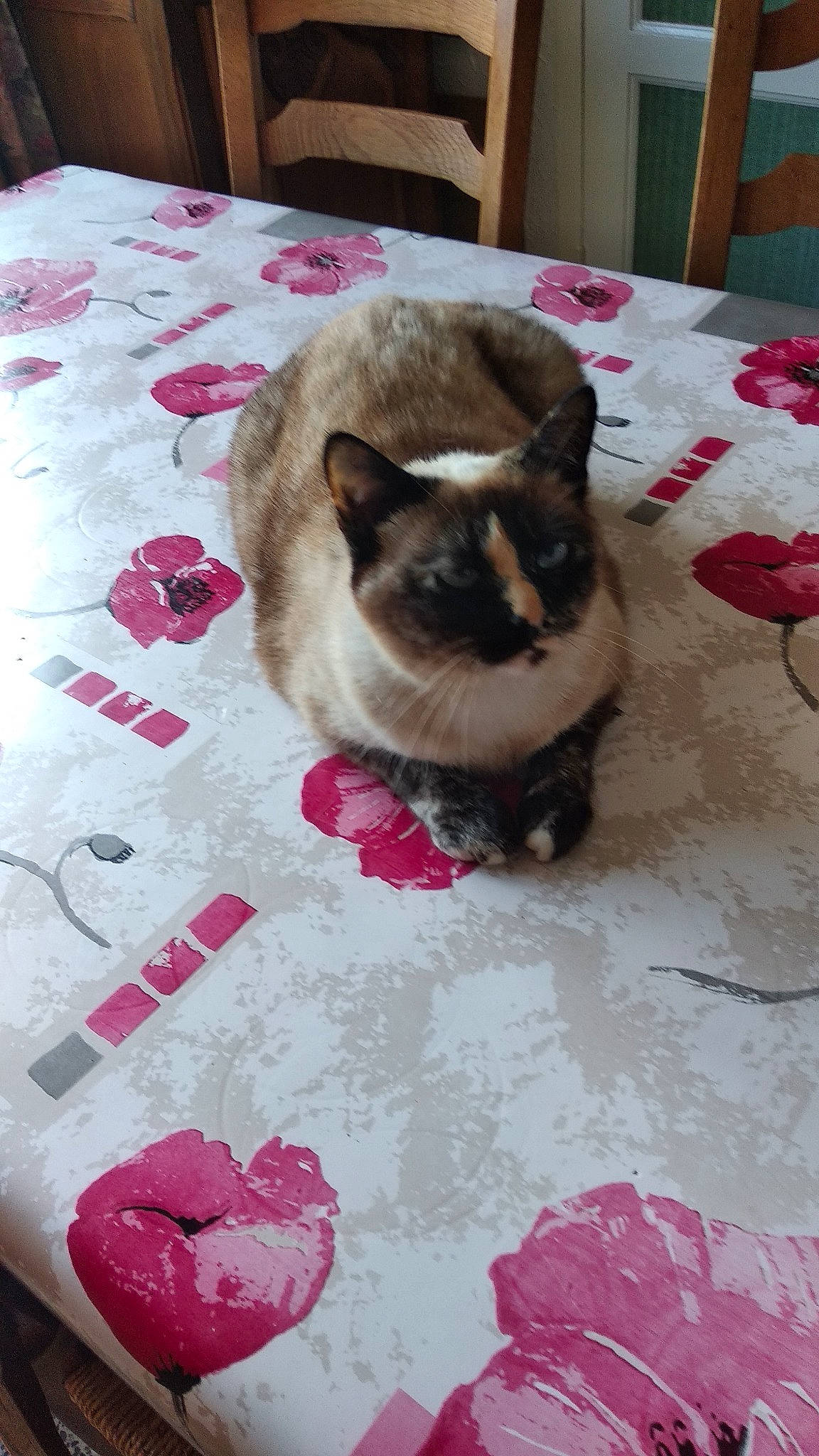 Kitty a rejoint le concours — aidez-le/la à gagner de superbes lots ! balinese, birman, burmese, carnivore, cat, fawn, felidae, fur, himalayan, kitten, pink, ragdoll, siamese, small_to_medium_sized_cats, snowshoe, textile, thai, tonkinese, whiskers