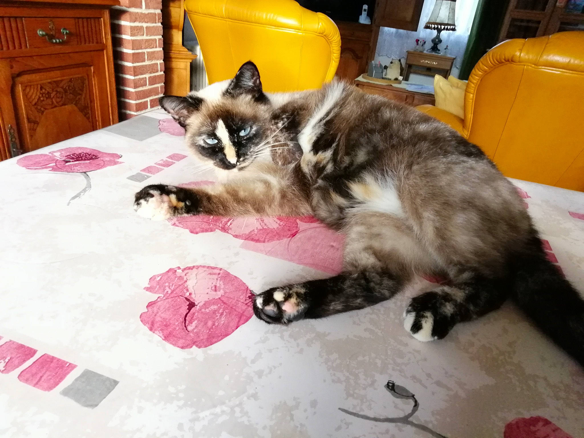 Kitty participe au concours pour gagner de l'argent avec cette photo : asian, carnivore, cat, domestic_short_haired_cat, european_shorthair, felidae, fur, kitten, mammal, paw, play, small_to_medium_sized_cats, tail, whiskers