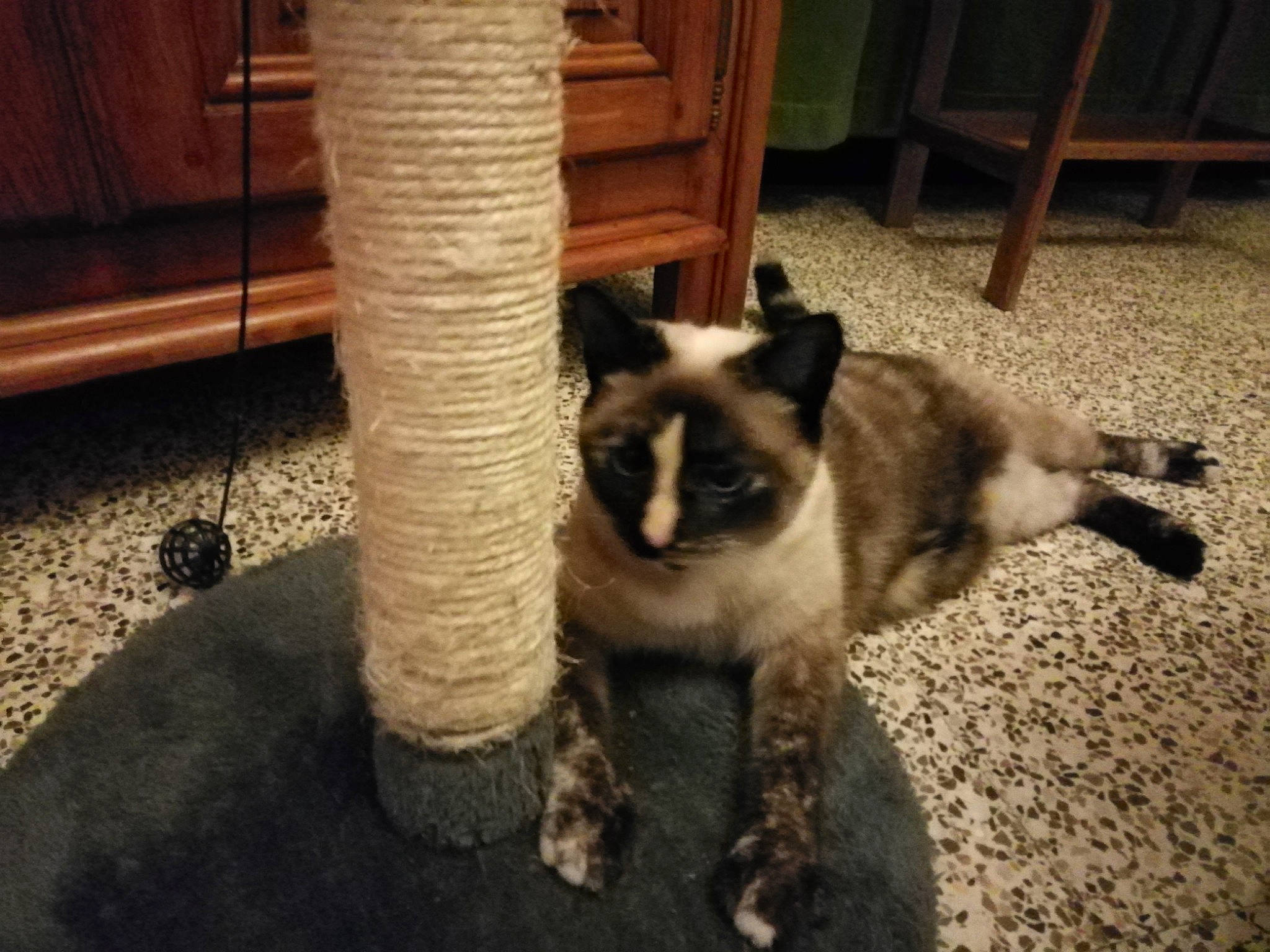 Kitty participe au concours pour gagner de l'argent avec cette photo : balinese, carnivore, cat, dog_breed, domestic_short_haired_cat, felidae, himalayan, mammal, siamese, small_to_medium_sized_cats, thai, vertebrate, whiskers