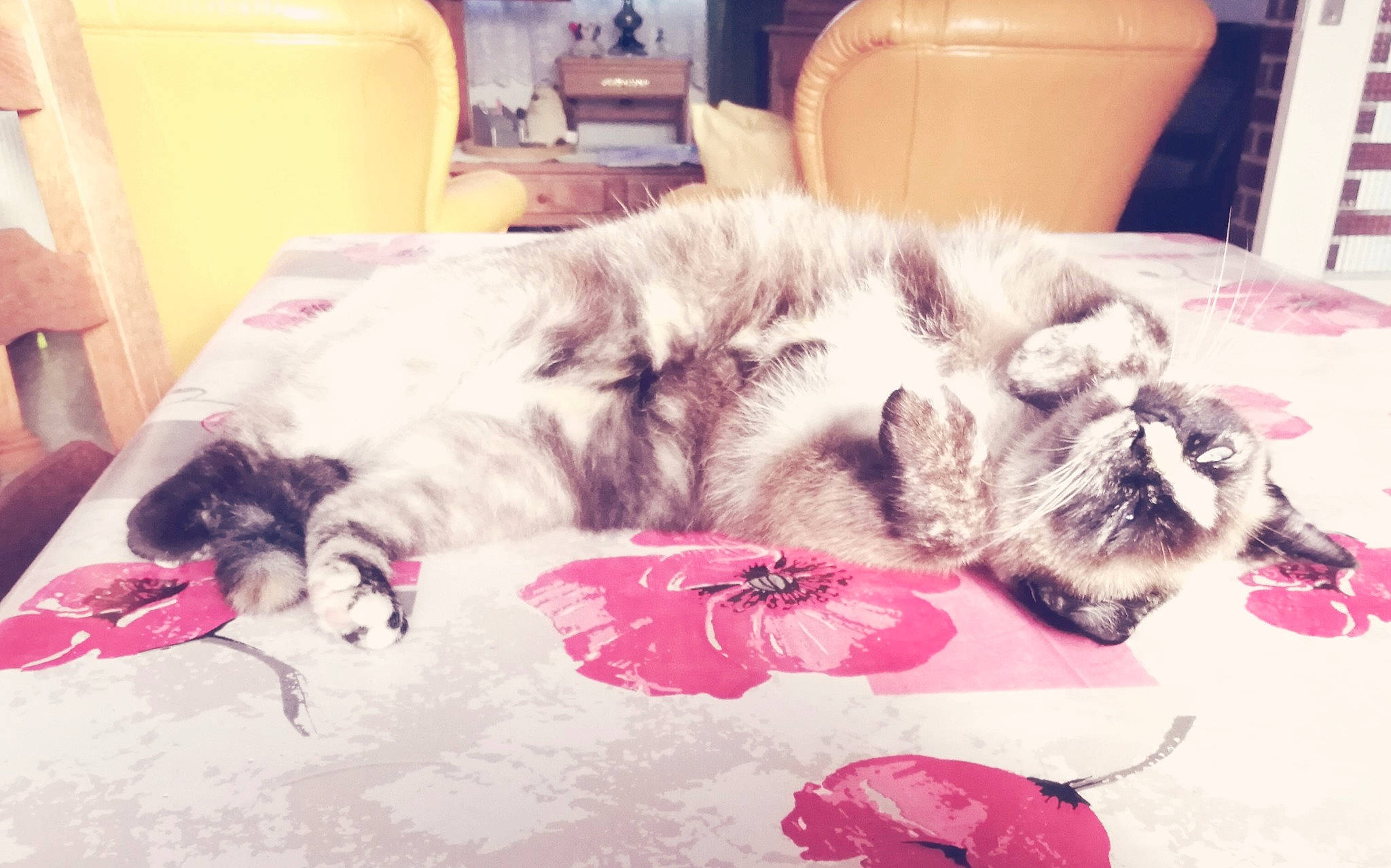 Kitty a rejoint le concours — aidez-le/la à gagner de superbes lots ! canidae, carnivore, cat, ear, felidae, fur, kitten, love, nap, paw, pink, play, puppy_love, sleep, small_to_medium_sized_cats, tail, whiskers