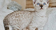 Ghost joined the competition — help win amazing prizes! kitten, cat, blue_eyes, spotted_fur, fluffy, white_blanket, indoor, curious, pet, animal, feline, young, cute, soft_texture, tail, ears, whiskers, resting, cozy, domestic