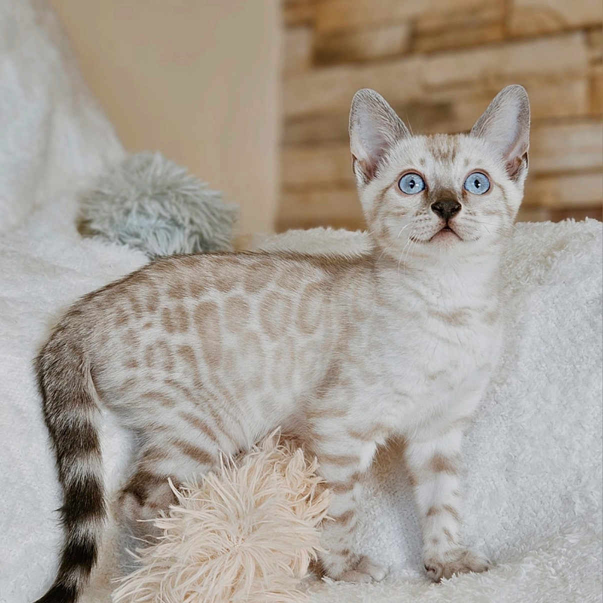 Ghost joined the competition — help win amazing prizes! kitten, cat, blue_eyes, spotted_fur, fluffy, white_blanket, indoor, curious, pet, animal, feline, young, cute, soft_texture, tail, ears, whiskers, resting, cozy, domestic