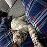 Ghost is registered to the contest to win money with this photo: cat, sleeping, plaid_blanket, blue, green, striped, couch, pillow, indoor, cozy, relaxed, pet, fur, whiskers, nap, animal, domestic, comfort, resting, feline