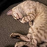 cat, sleeping, curled_up, paw, tail, striped, feline, resting, indoor, couch, gray, cozy, fur, pet, whiskers, relaxed, domestic_animal, closeup, comfort, nap