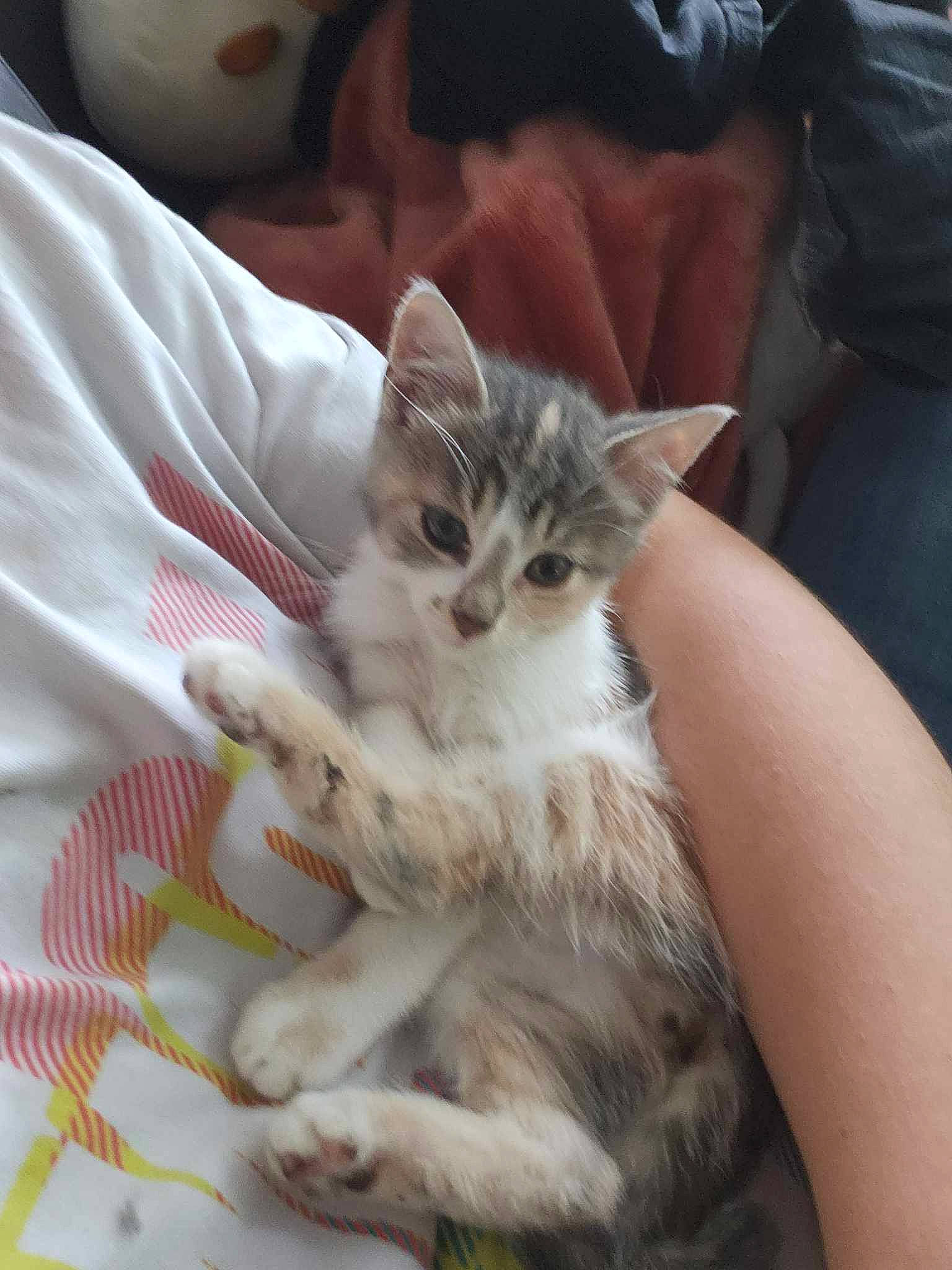 Hope participe au concours pour gagner de l'argent avec cette photo : carnivore, cat, claw, comfort, domestic_short_haired_cat, fawn, felidae, fur, linens, nail, paw, small_to_medium_sized_cats, tail, whiskers