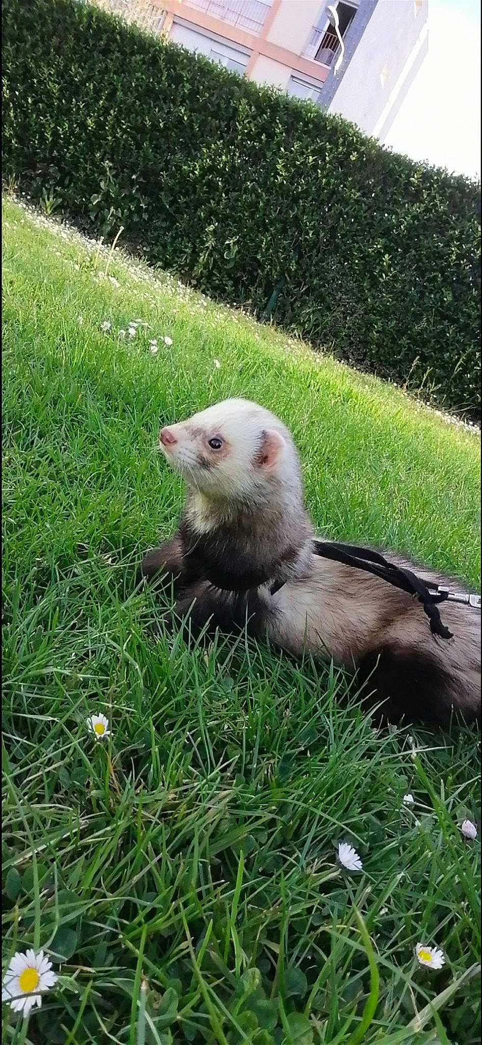 Balouh a rejoint le concours — aidez-le/la à gagner de superbes lots ! adaptation, carnivore, ferret, fur, grass, marten, mink, mustelidae, mustelinae, plant, polecat, wildlife