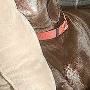 Willa is registered to the contest to win money with this photo: blanket, brown_dog, canine, collar, comfort, couch, cozy, dog, ear, fur, furry_blanket, home, indoors, pet, pillow, plaid, relaxing, resting, sleeping, snout