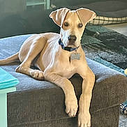 Toby joined the competition — help win amazing prizes! dog, puppy, light_brown, short_hair, collar, dog_tag, ears, eyes, paws, nails, ottoman, couch, living_room, rug, pet_bed, furniture, relaxed, lying_down, staring, portrait