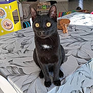 Akari participe au concours pour gagner de l'argent avec cette photo : animal, black_cat, cat, chair, colorful, cozy, curtain, decor, doorway, furniture, indoor, leaf_pattern, living_room, pet, sunlight, table, tablecloth, tile_floor, toy, yellow_box
