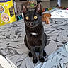 animal, black_cat, cat, chair, colorful, cozy, curtain, decor, doorway, furniture, indoor, leaf_pattern, living_room, pet, sunlight, table, tablecloth, tile_floor, toy, yellow_box