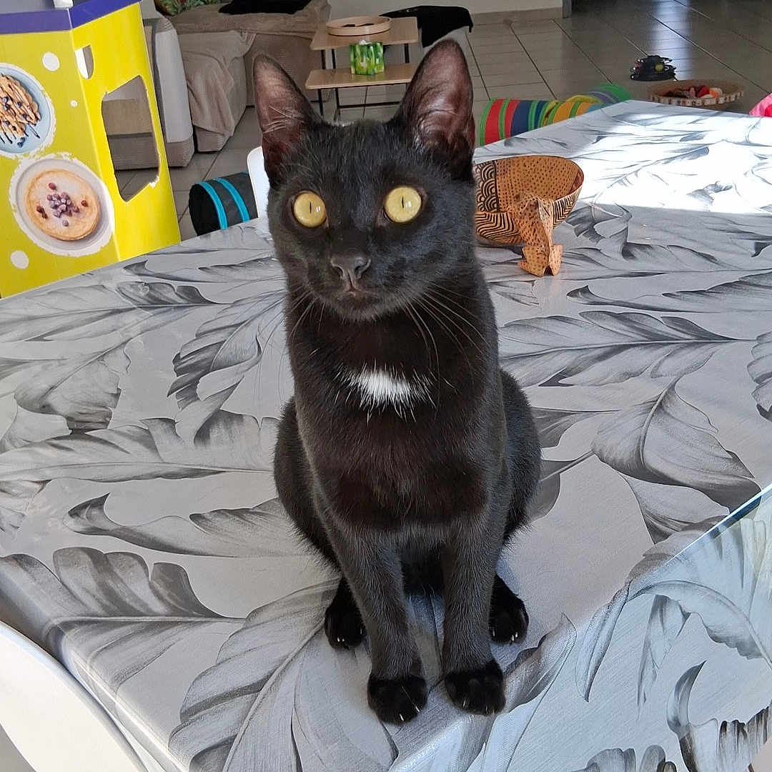 Akari participe au concours pour gagner de l'argent avec cette photo : animal, black_cat, cat, chair, colorful, cozy, curtain, decor, doorway, furniture, indoor, leaf_pattern, living_room, pet, sunlight, table, tablecloth, tile_floor, toy, yellow_box