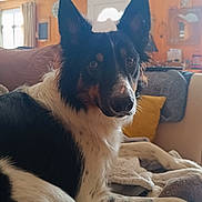 Vaïko participe au concours pour gagner de l'argent avec cette photo : dog, indoor, blanket, couch, fur, pet, relaxed, ears, nose, wood_paneling, cushion, window, curtain, home, living_room, furniture, black_and_white, animal, canine, resting