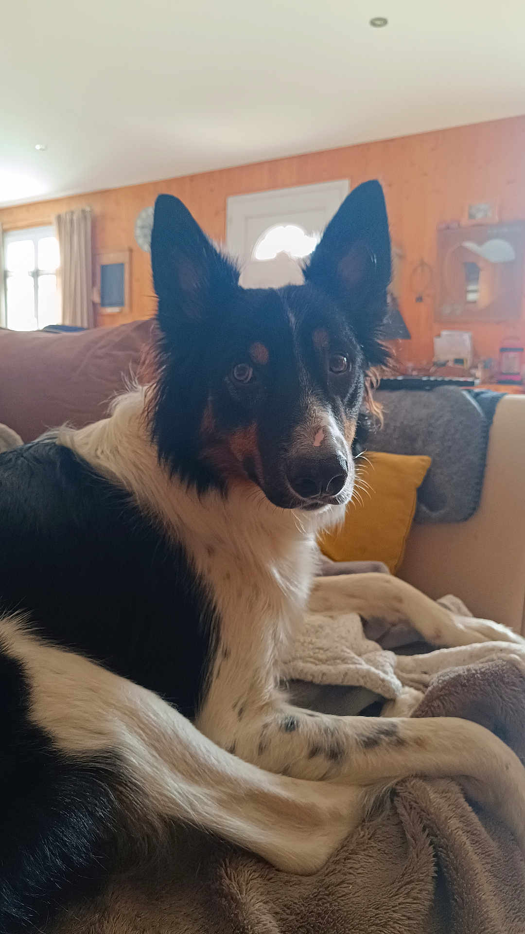 Vaïko participe au concours pour gagner de l'argent avec cette photo : dog, indoor, blanket, couch, fur, pet, relaxed, ears, nose, wood_paneling, cushion, window, curtain, home, living_room, furniture, black_and_white, animal, canine, resting