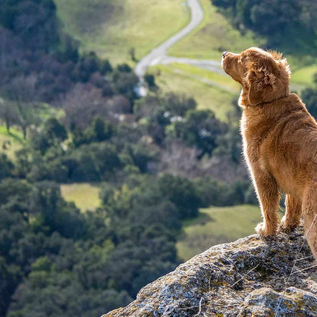 James a rejoint le concours — aidez-le/la à gagner de superbes lots ! dog, golden_retriever, rock, outdoor, nature, landscape, greenery, adventure, animal, pet, canine, fur, standing, scenic, valley, sunlight, wildlife, majestic, grass, hill