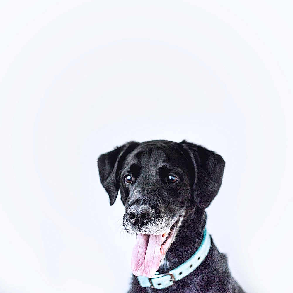 Jamie