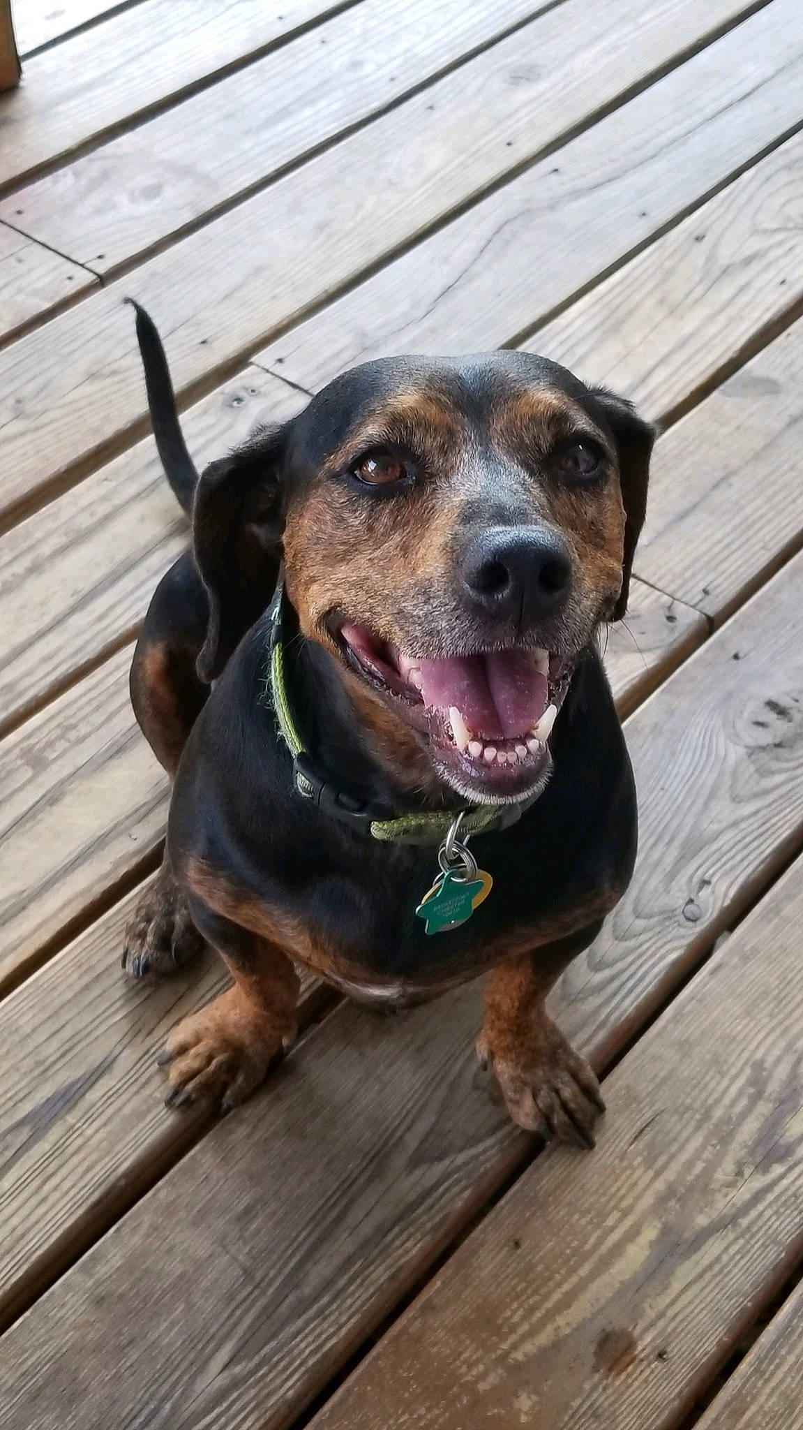 Cami joined the competition — help win amazing prizes! carnivore, collar, companion_dog, dog, dog_breed, dog_collar, eye, fawn, fur, hardwood, liver, pet_supply, rottweiler, snout, sporting_group, terrestrial_animal, whiskers, wood, working_animal, working_dog