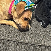 Tink joined the competition — help win amazing prizes! animal, blanket, brown, canine, closeup, collar, comfort, couch, dog, fabric, fur, headband, home, indoor, laying, pet, relaxed, resting, snout, texture