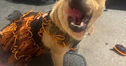Tink joined the competition — help win amazing prizes! animal, black, blurred_background, carpet, costume, couch, cute, dog, dress, ears, expression, fur, household, indoor, living_room, orange, pet, playful, small_dog, tongue