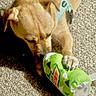 Tink joined the competition — help win amazing prizes! animal, can_shaped_toy, carpet, close_up, collar, cute, dog, fur, green, indoor, light_brown, paw, pet, playful, plush_toy, puppy, resting, shadow, snout, sunlight