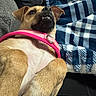 Tink is registered to the contest to win money with this photo: animal, blanket, blue, canine, checkered, companion, couch, cozy, cute, dog, fur, harness, indoor, lying_down, mammal, paw, pet, pink, relaxed, white