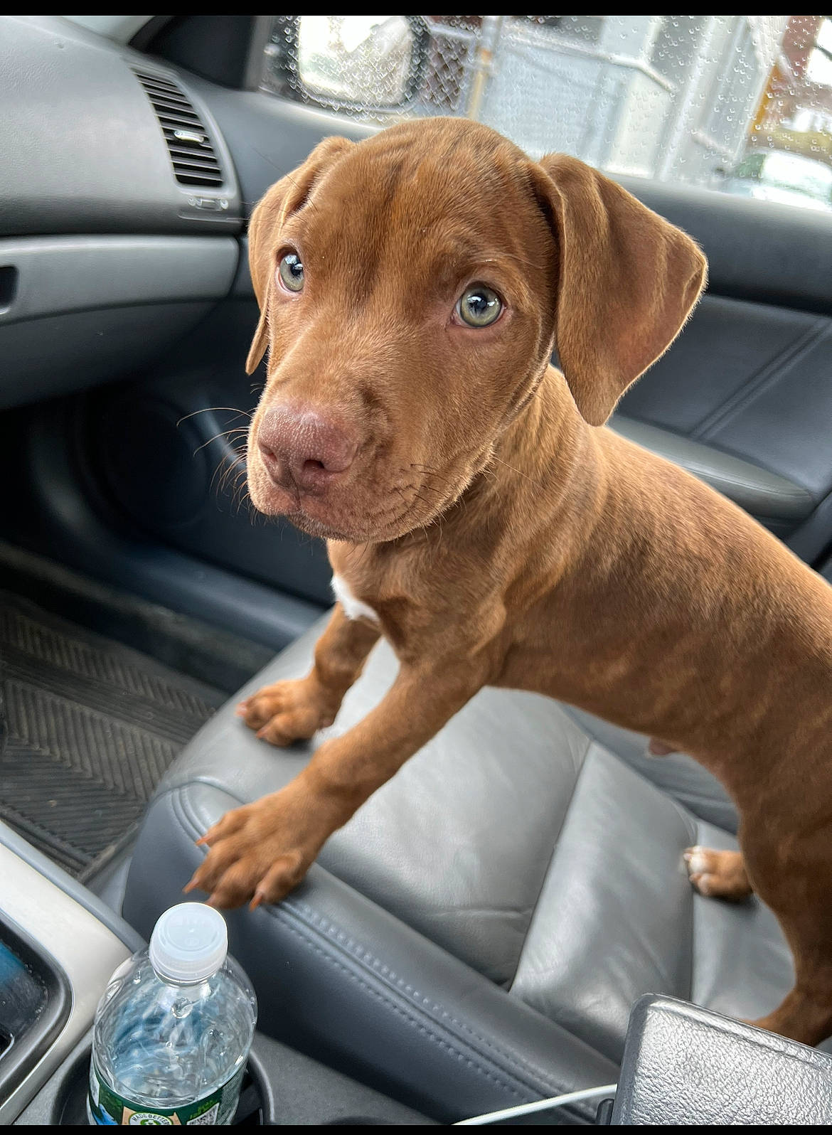 Willy Wonka joined the competition — help win amazing prizes! automotive_design, automotive_exterior, automotive_mirror, bottle, car, car_seat, carnivore, companion_dog, dog, dog_breed, fawn, liver, motor_vehicle, personal_luxury_car, snout, steering_part, vehicle, vehicle_door, water_bottle, working_animal