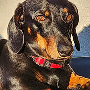 Ruben participe au concours pour gagner de l'argent avec cette photo : animal, black_and_tan, canine, close_up, collar, dachshund, dog, ears, face, fur, indoor, looking_away, nose, paw, pet, portrait, relaxed, resting, sunlight, texture