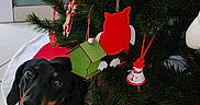 Ruben a rejoint le concours — aidez-le/la à gagner de superbes lots ! black_dog, celebration, christmas_tree, cute, dachshund, decorations, dog, festive, floor, greenery, holiday, indoor, looking_up, ornaments, pet, red_collar, seasonal, tan_markings, tree_skirt, waiting