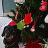 black_dog, celebration, christmas_tree, cute, dachshund, decorations, dog, festive, floor, greenery, holiday, indoor, looking_up, ornaments, pet, red_collar, seasonal, tan_markings, tree_skirt, waiting
