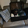 Ruben participe au concours pour gagner de l'argent avec cette photo : black_dog, blanket, couch, cozy, dachshund, dog, floor, furniture, home, indoor, leather, packed_bag, pet, pillow, red_collar, resting, suitcase, tan_dog, toy, travel