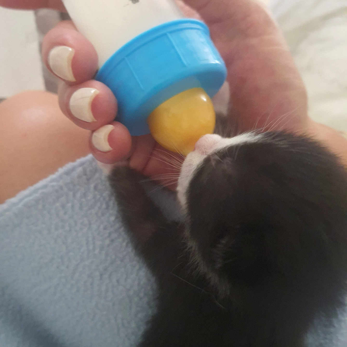 Salem a rejoint le concours — aidez-le/la à gagner de superbes lots ! animal, baby, beverage, bodypart, bottle, cat, cup, face, finger, hand, head, kitten, medication, milk, person, pet, photography, pill, portrait, toe