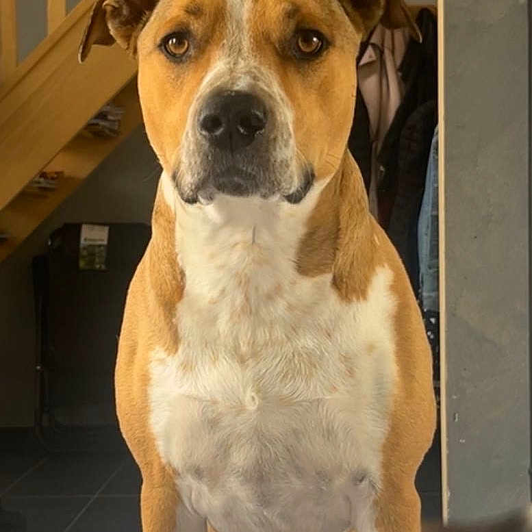 Sako participe au concours pour gagner de l'argent avec cette photo : animal, architecture, beagle, boxer, building, bulldog, canine, dog, hound, house, housing, indoors, interiordesign, outdoors, pet, pitbull, puppy, shelter, snout, staircase