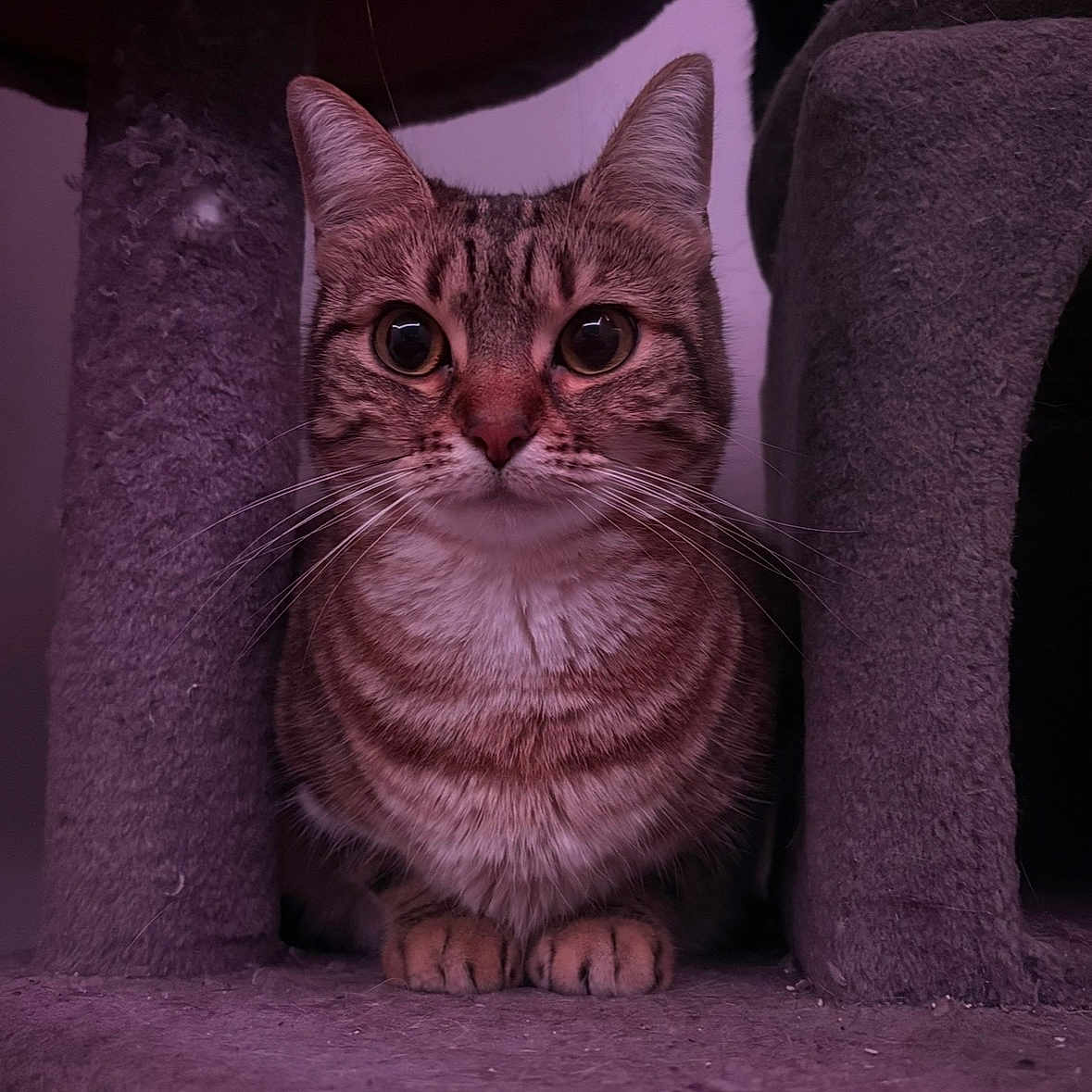 Kinky Kylie a rejoint le concours — aidez-le/la à gagner de superbes lots ! carpeted_surface, cat, cat_tree, close_up, cozy, ears, feline, fur, indoor, looking_at_camera, paws, pet, pink_lighting, portrait, sitting, soft_texture, stripes, tabby_cat, whiskers, wide_eyes