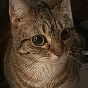 Kinky Kylie participe au concours pour gagner de l'argent avec cette photo : cat, tabby_cat, feline, pet, whiskers, big_eyes, stripes, fur, ears, nose, paws, closeup, portrait, indoors, curious, sitting, domestic_animal, portrait_lighting, shadow, muzzle