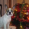 dog, french_bulldog, table, christmas_tree, christmas_lights, tinsel, holiday, indoor, decorations, festive, pet, animal, ears, face, white_coat, brown_patch, curious, glowing_eyes, flash, home