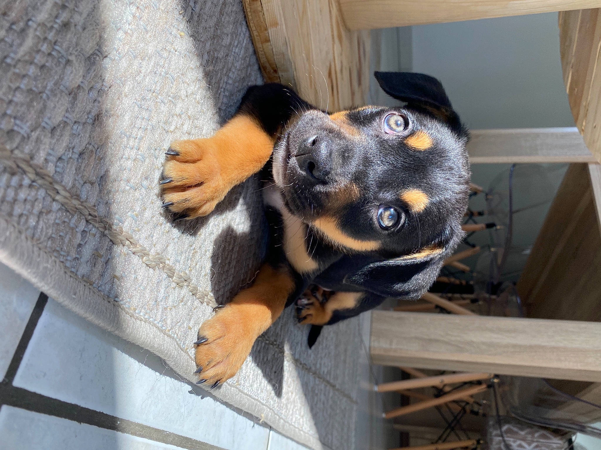 Rio a rejoint le concours — aidez-le/la à gagner de superbes lots ! canidae, carnivore, dog, dog_breed, fawn, mammal, miniature_pinscher, puppy, rottweiler, sporting_group, vertebrate