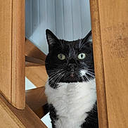Mounette a rejoint le concours — aidez-le/la à gagner de superbes lots ! cat, tuxedo_cat, wood, stairs, indoor, curious, pet, animal, whiskers, black_and_white, feline, close_up, ears, eyes, face, fur, looking, vertical, home, domestic