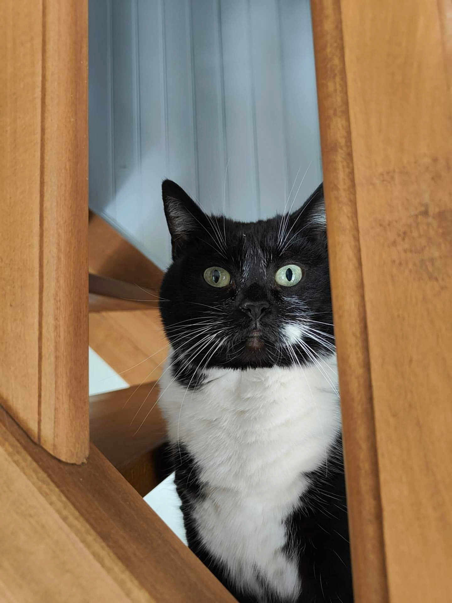 Mounette a rejoint le concours — aidez-le/la à gagner de superbes lots ! cat, tuxedo_cat, wood, stairs, indoor, curious, pet, animal, whiskers, black_and_white, feline, close_up, ears, eyes, face, fur, looking, vertical, home, domestic