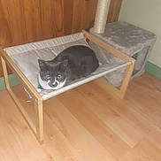 Fleck participe au concours pour gagner de l'argent avec cette photo : cat, tuxedo_cat, pet, indoor, wooden_floor, cat_bed, hammock, scratching_post, cat_condo, furniture, flooring, cozy, animal, feline, resting, looking, home, cute, domestic, comfortable