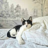 cat, black_and_white, bed, bedroom, bedding, pillow, white, black, pet, animal, feline, portrait, indoor, relaxed, sitting, lying_down, ears, eyes, whiskers, cozy