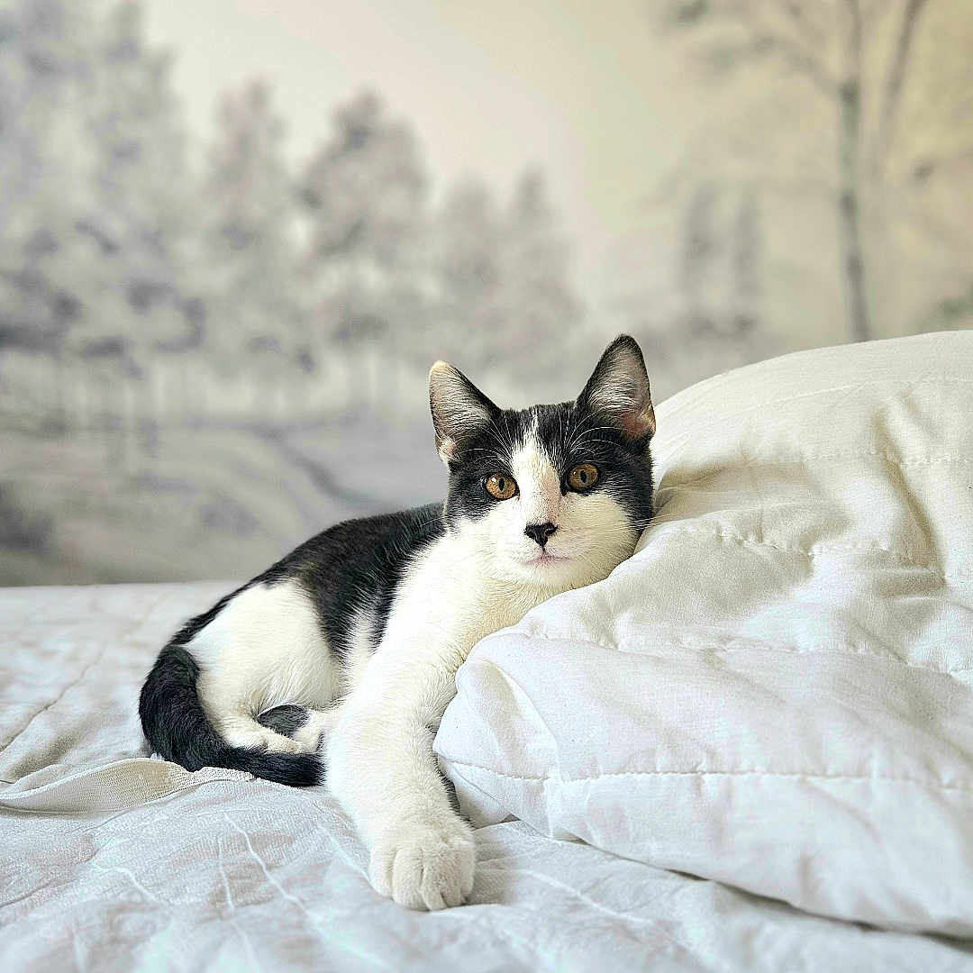 Kobe a rejoint le concours — aidez-le/la à gagner de superbes lots ! cat, black_and_white, bed, bedroom, bedding, pillow, white, black, pet, animal, feline, portrait, indoor, relaxed, sitting, lying_down, ears, eyes, whiskers, cozy