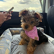 Mochi joined the competition — help win amazing prizes! puppy, dog, pet, bandana, pink, cute, small_dog, car_interior, dog_bed, cushion, person, hand, smartphone, window, sky, clouds, fur, ears, sitting, looking